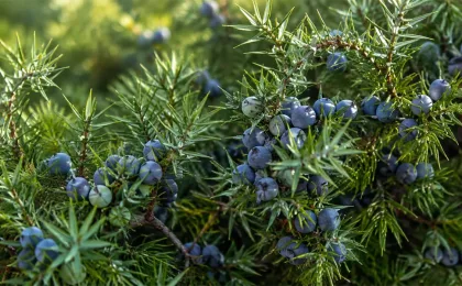 Bayas de enebro y botánicos secos utilizados en la elaboración de ginebra