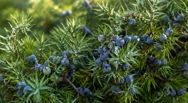 Botaniques essentielles pour élaborer le gin Baies de genévrier et botaniques séchées utilisées dans l’élaboration du gin