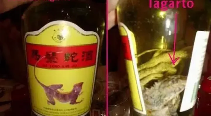 Bouteille de liqueur de lézard avec le reptile visible dedans