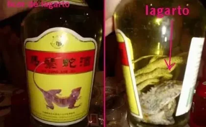 Bouteille de liqueur de lézard avec le reptile visible dedans