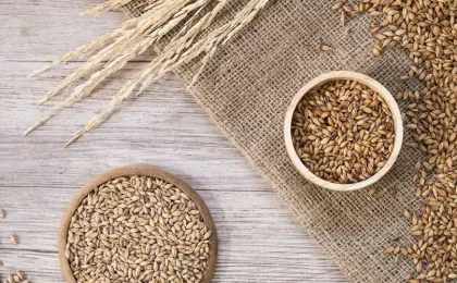Gerstenkörner und Malz als Grundlage für den Mälzprozess von Bier