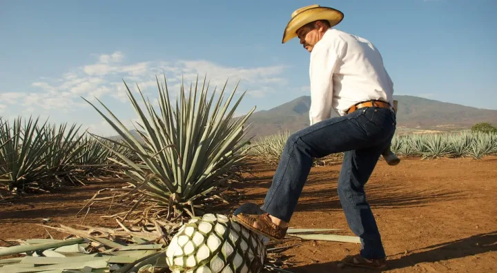 Bouteilles de mezcal et tequila comparées comme distillats mexicains