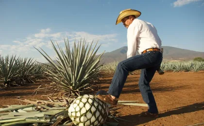 Flaschen Mezcal und Tequila im Vergleich mexikanischer Spirituosen