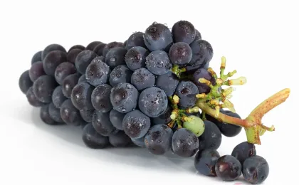 Coupe de raisin avec peau, pulpe et pépins pour vinification