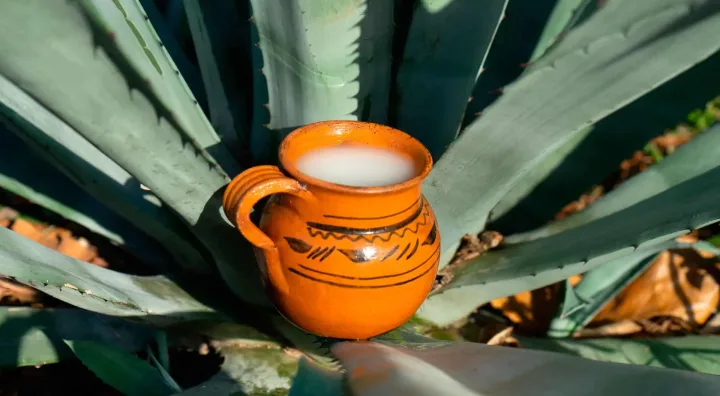 Le pulque mexicain retrouve peu à peu sa place Pulque mexicain issu de l’agave, longtemps appelé boisson des dieux