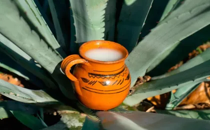 Pulque served as a traditional Mexican agave drink known as the drink of the gods