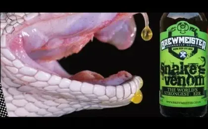 Bouteille de Snake Venom, bière très forte de BrewMeister