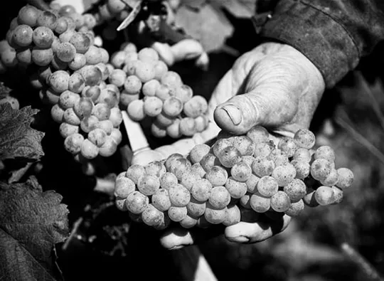 Celler Sumarroca