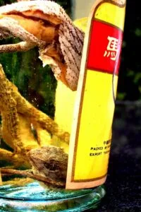 The lizard liquor