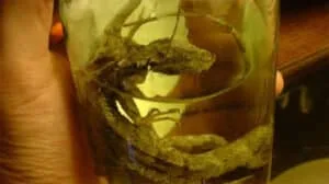 lizard liquor
