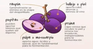 Morphologie der Traube: die Teile