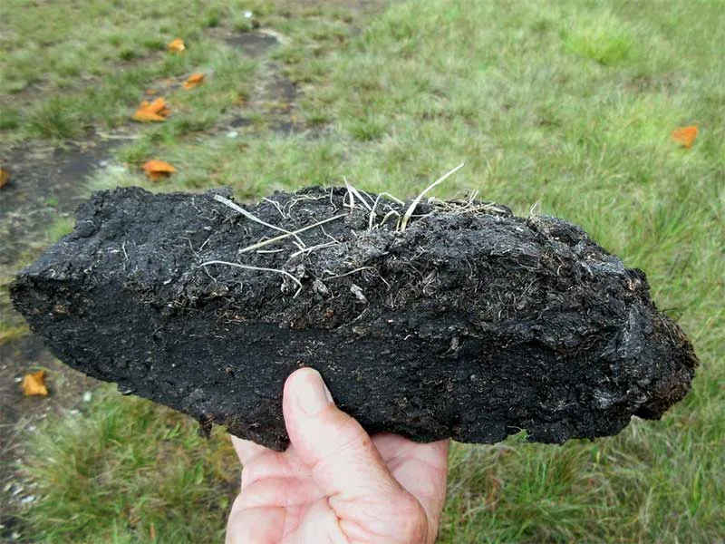 Imagen de un pedazo de turba. Fuente: Wikipedia